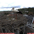 11_10-nest.jpg