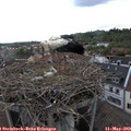 11_15-nest.jpg