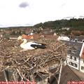 11_20-nest.jpg