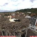 11_25-nest.jpg