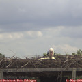 11_30-mast.jpg