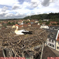 11_30-nest.jpg