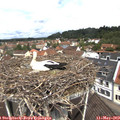 11_35-nest.jpg