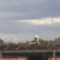 11_40-mast.jpg