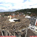 11_40-nest.jpg