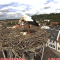 11_45-nest.jpg