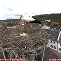 11_50-nest.jpg
