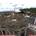 11_55-nest.jpg