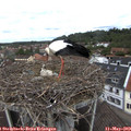 12_00-nest.jpg
