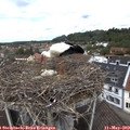12_05-nest.jpg