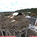12_10-nest.jpg