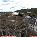 12_15-nest.jpg