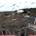 12_20-nest.jpg