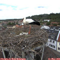 12_25-nest.jpg