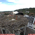 12_35-nest.jpg