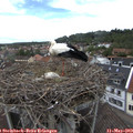 12_40-nest.jpg