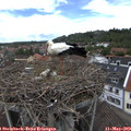 12_50-nest.jpg