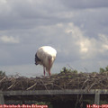 12_55-mast.jpg