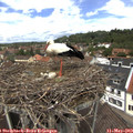 12_55-nest.jpg