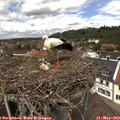 13_00-nest.jpg