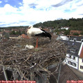 13_05-nest.jpg
