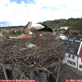 13_10-nest.jpg