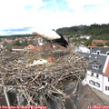 13_15-nest.jpg