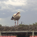 13_20-mast.jpg
