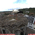 13_20-nest.jpg