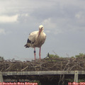 13_25-mast.jpg