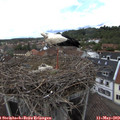 13_25-nest.jpg