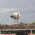 13_30-mast.jpg