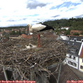 13_30-nest.jpg