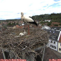 13_35-nest.jpg