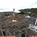 13_40-nest.jpg