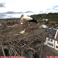13_45-nest.jpg