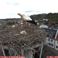 13_50-nest.jpg