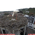 13_55-nest.jpg