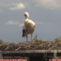 14_00-mast.jpg