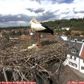 14_00-nest.jpg