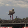 14_05-mast.jpg