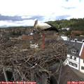 14_05-nest.jpg