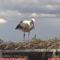 14_10-mast.jpg