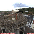 14_15-nest.jpg