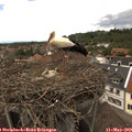 14_20-nest.jpg