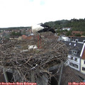 14_25-nest.jpg