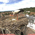 14_30-nest.jpg
