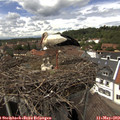 14_35-nest.jpg