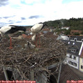 14_45-nest.jpg