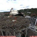 14_50-nest.jpg